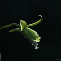 Eulophia epidendraea (J.Koenig ex Retz.) C.E.C.Fisch.